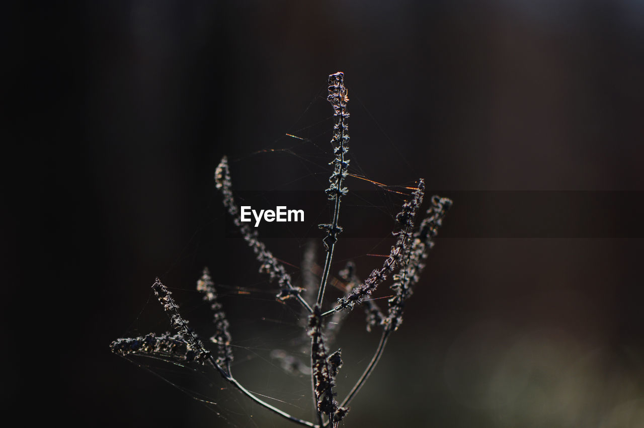 CLOSE-UP OF SPIDER AND WEB AGAINST WATER