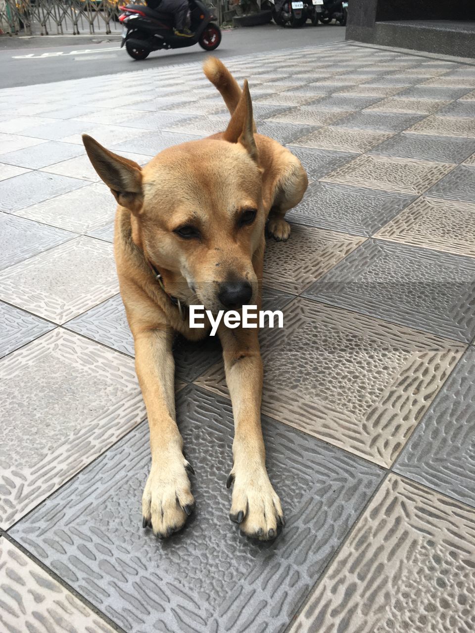 PORTRAIT OF DOG ON FOOTPATH