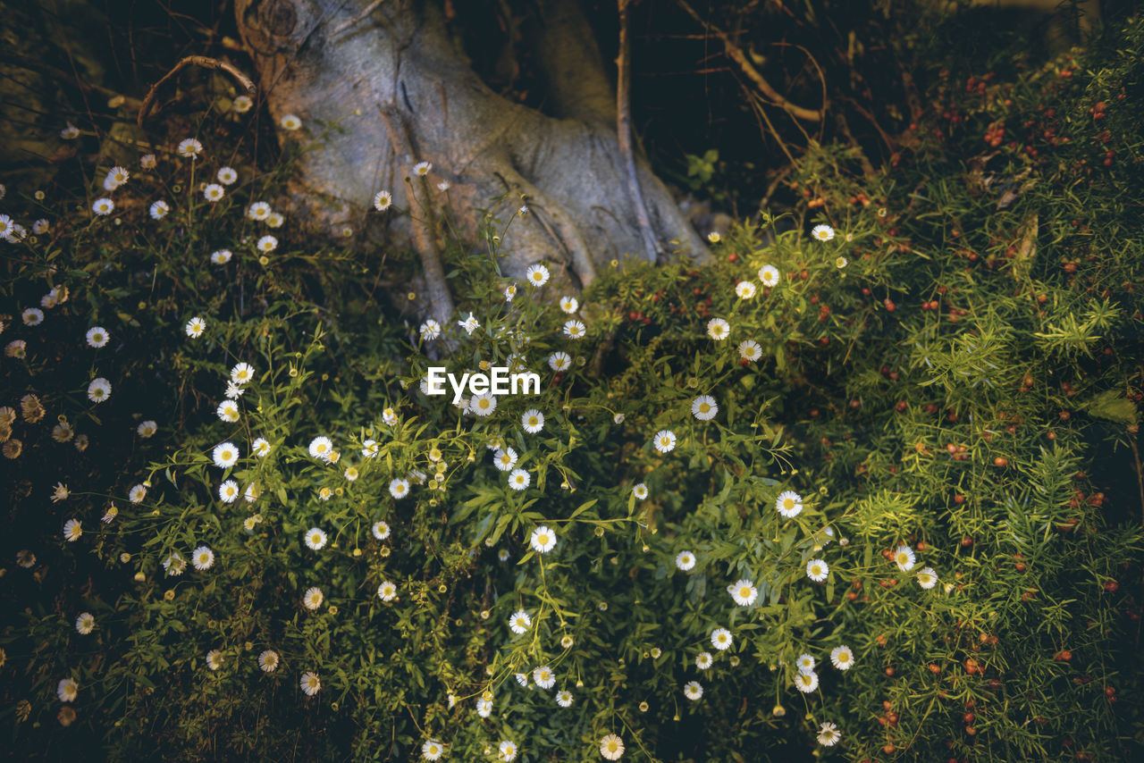 CLOSE-UP OF FLOWERS GROWING ON PLANT