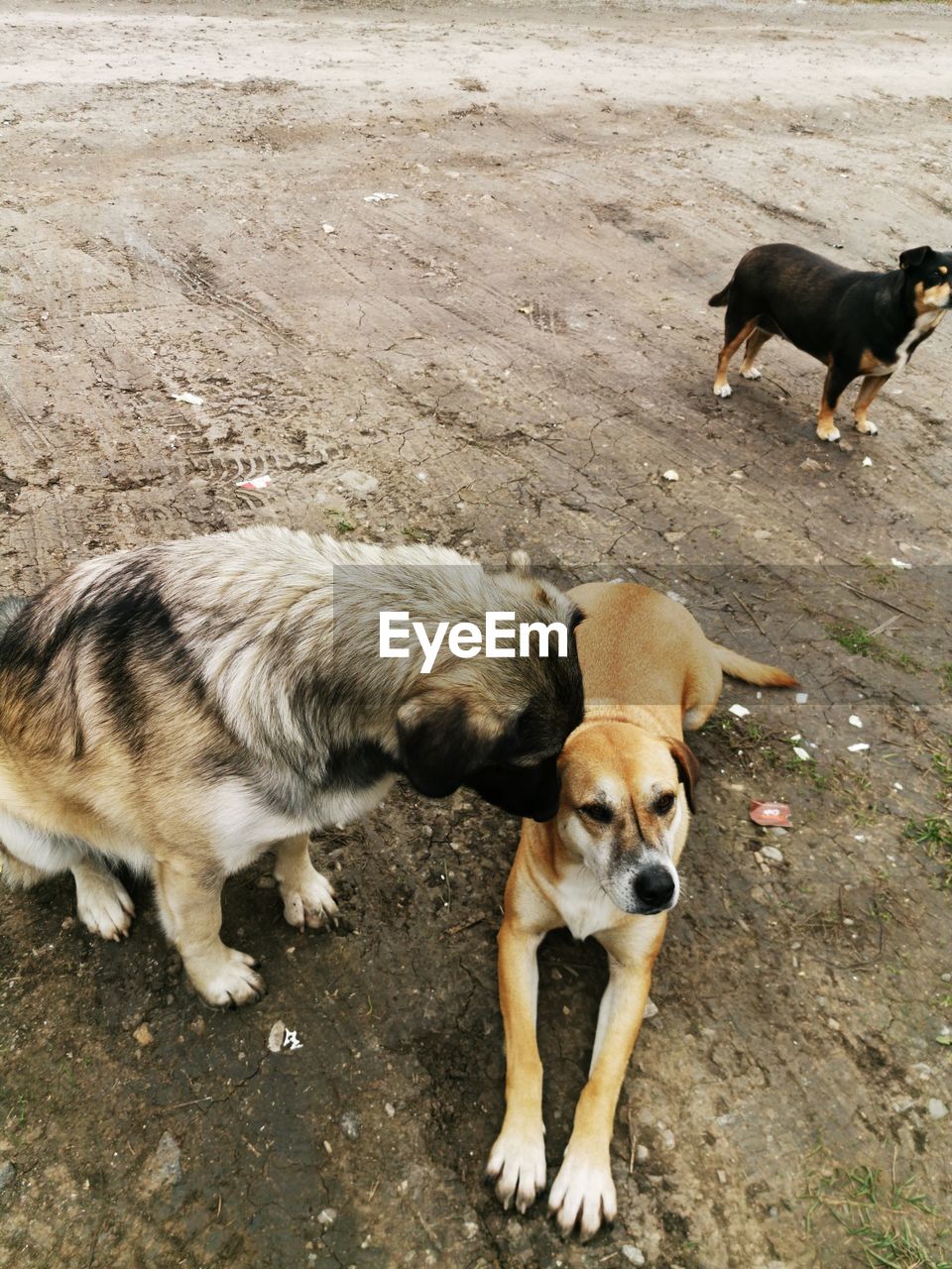 HIGH ANGLE VIEW OF TWO DOGS ON LAND