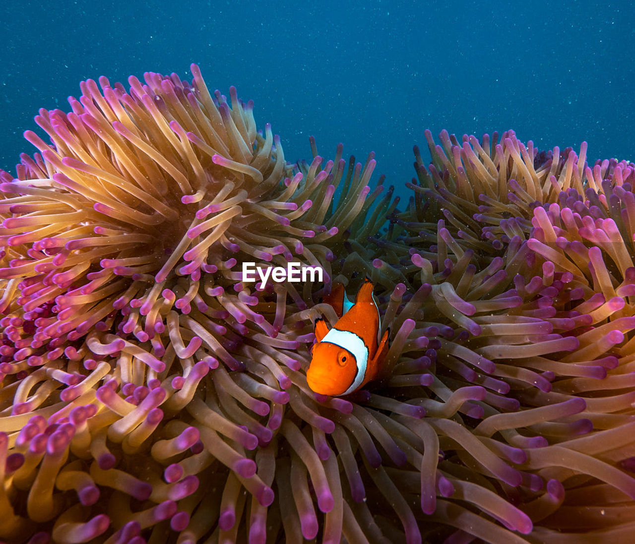 View of fish swimming in sea