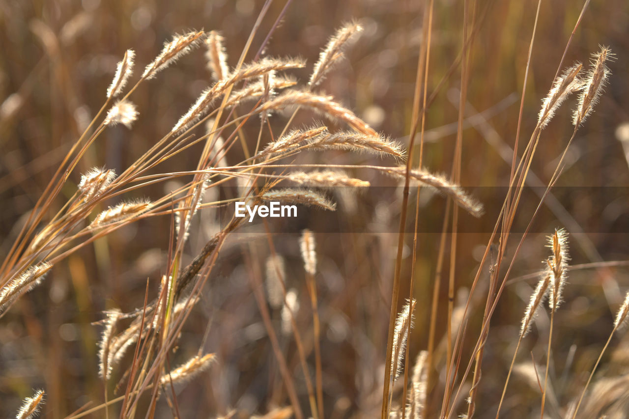 CLOSE-UP OF WHEAT FIELD