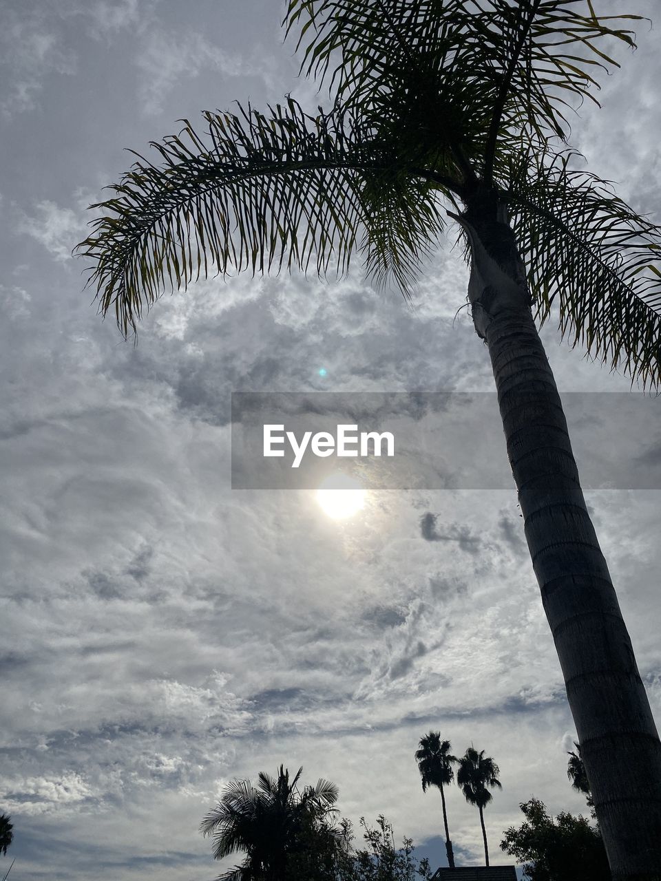 LOW ANGLE VIEW OF PALM TREE AGAINST SKY