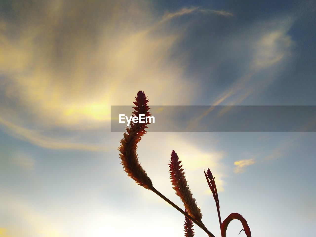 Low angle view of silhouette plant against sunset sky