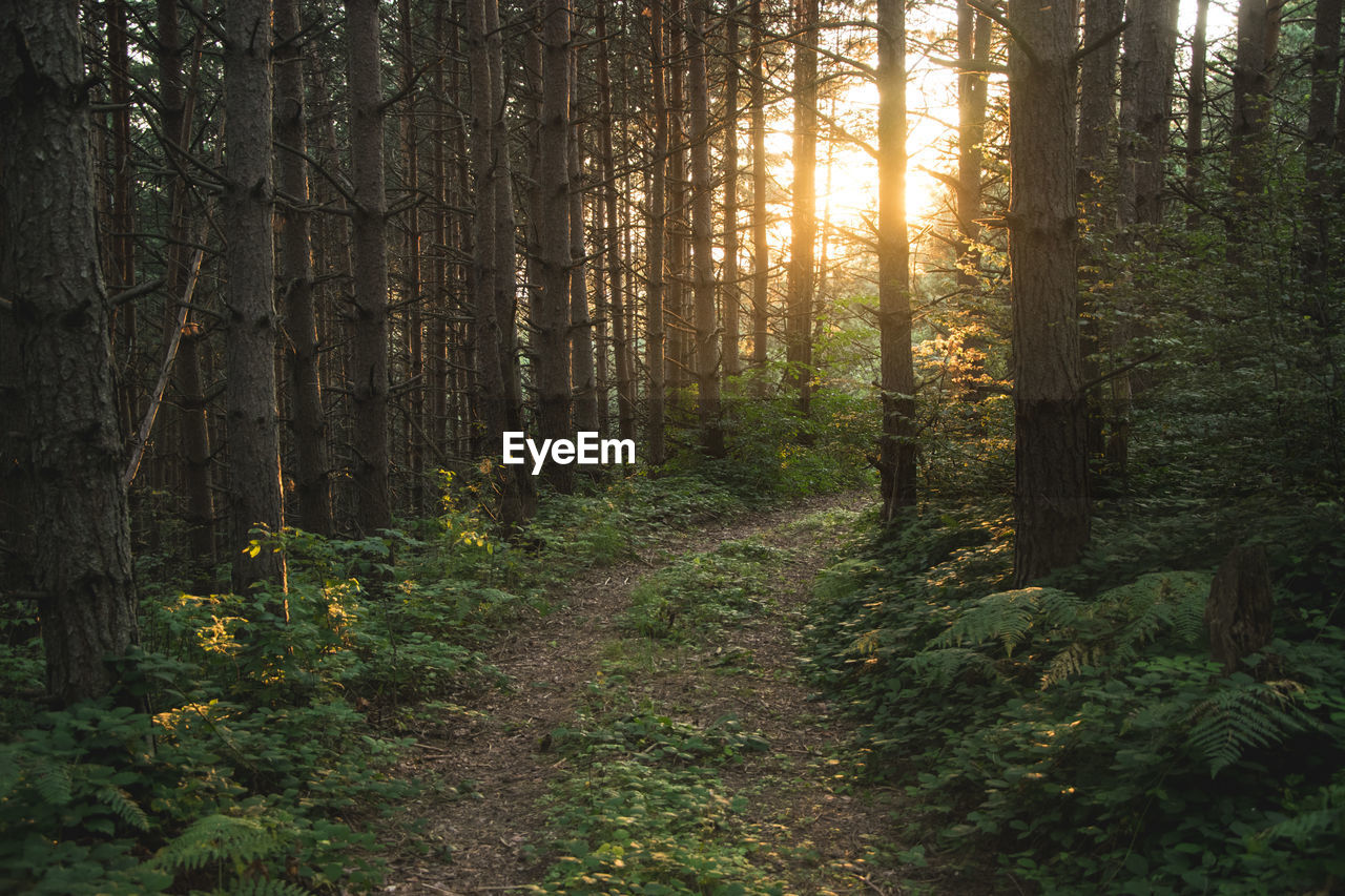 Trees in forest