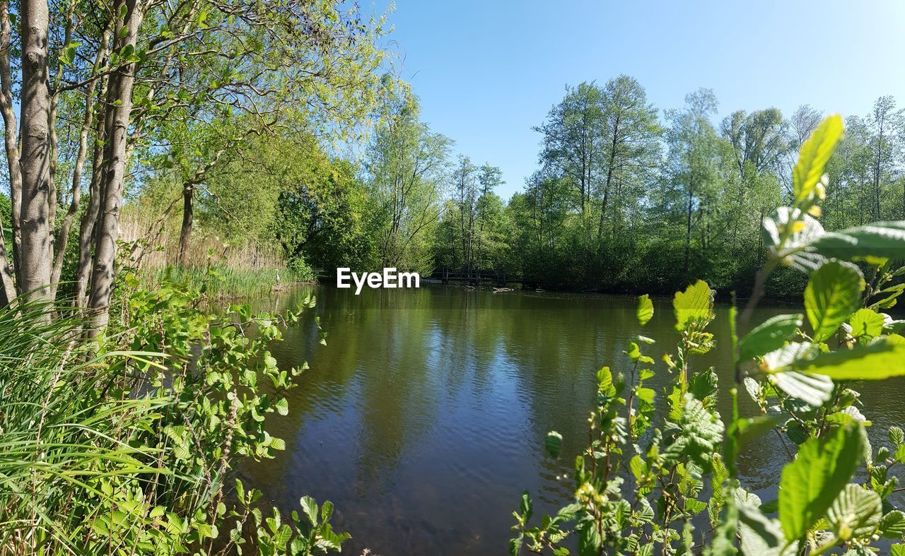 SCENIC VIEW OF LAKE IN FOREST