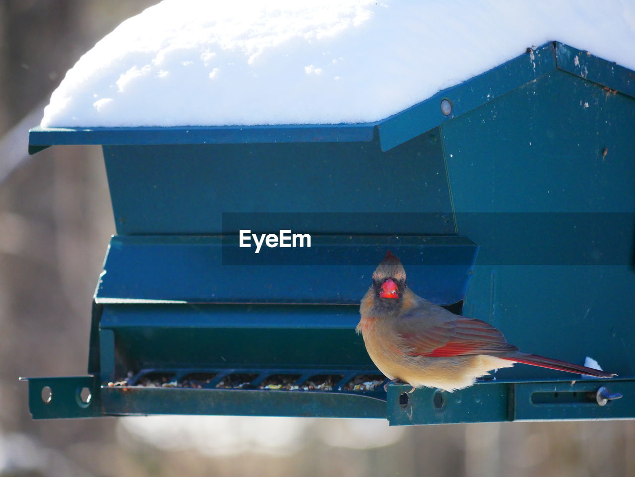 Close-up of bird perching on birdhouse