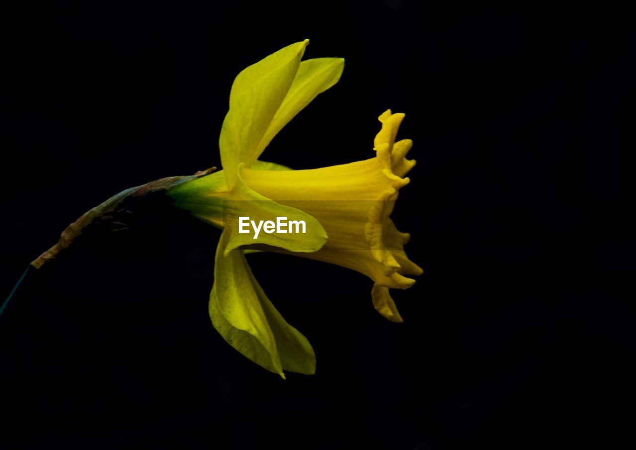 Close-up of yellow flower over black background