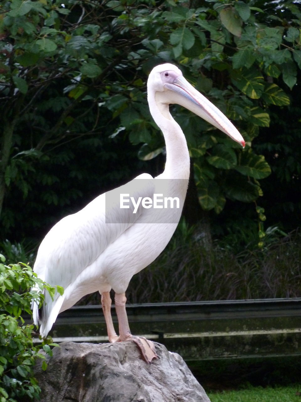 WHITE BIRD PERCHING ON ROCK AGAINST TREES