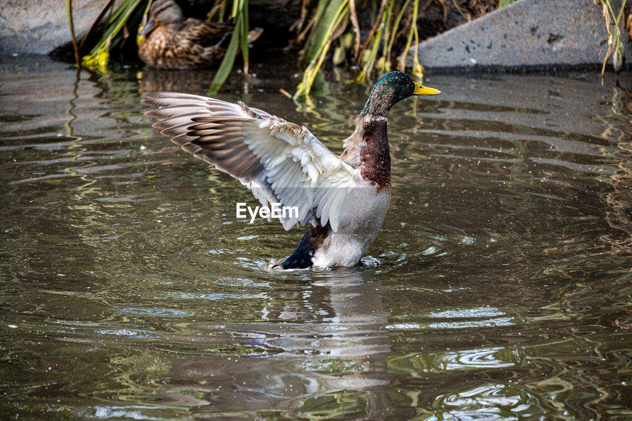 Duck swimming in lake