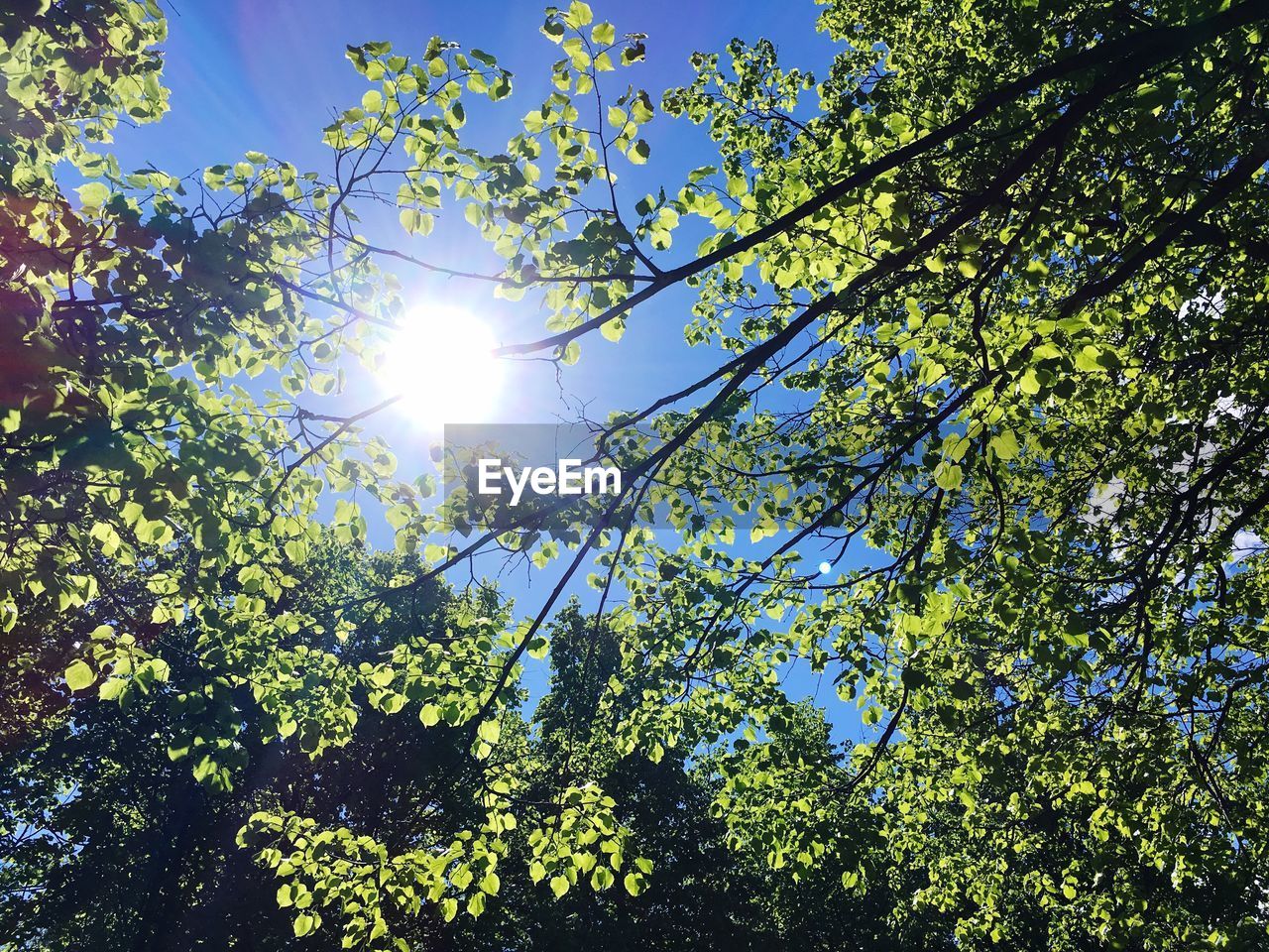 Low angle view of tree against sky