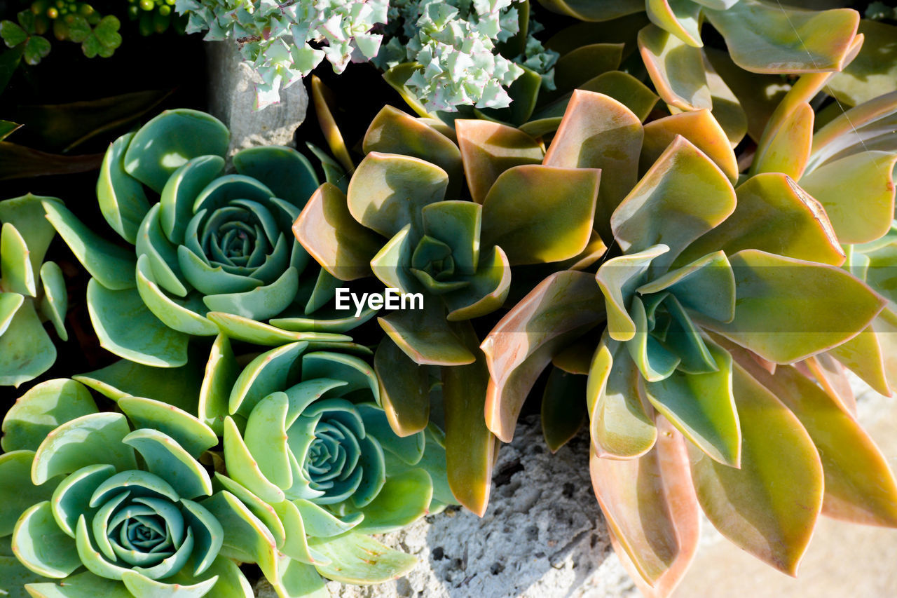 CLOSE-UP OF PRICKLY PEAR CACTUS GROWING ON PLANT