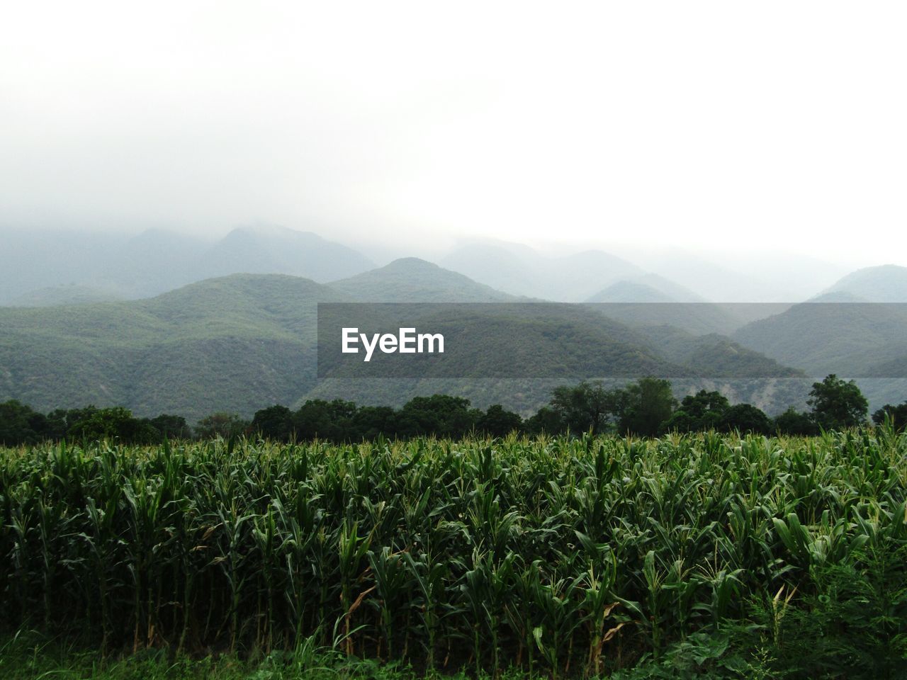 Scenic view of field in mexico