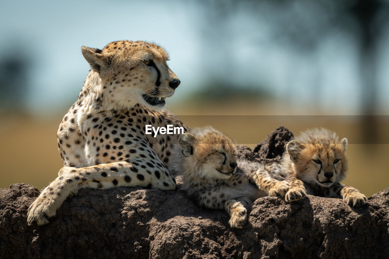 Cheetah family sitting on rock in forest