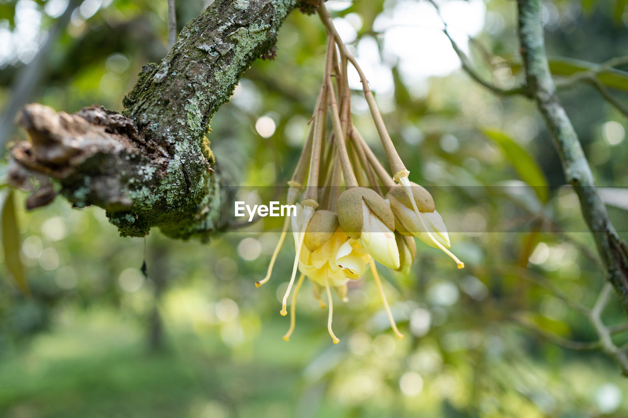 LOW ANGLE VIEW OF FLOWERING PLANT AGAINST TREE