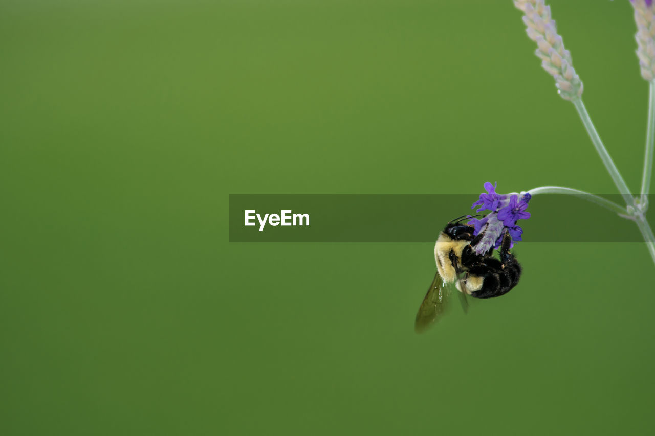 CLOSE-UP OF HONEY BEE POLLINATING ON PURPLE FLOWER