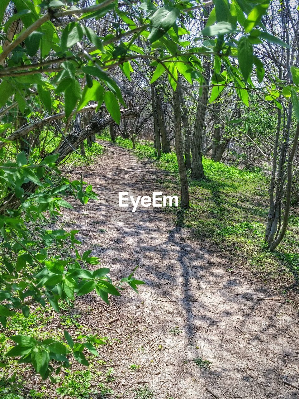 Dirt road amidst trees in forest