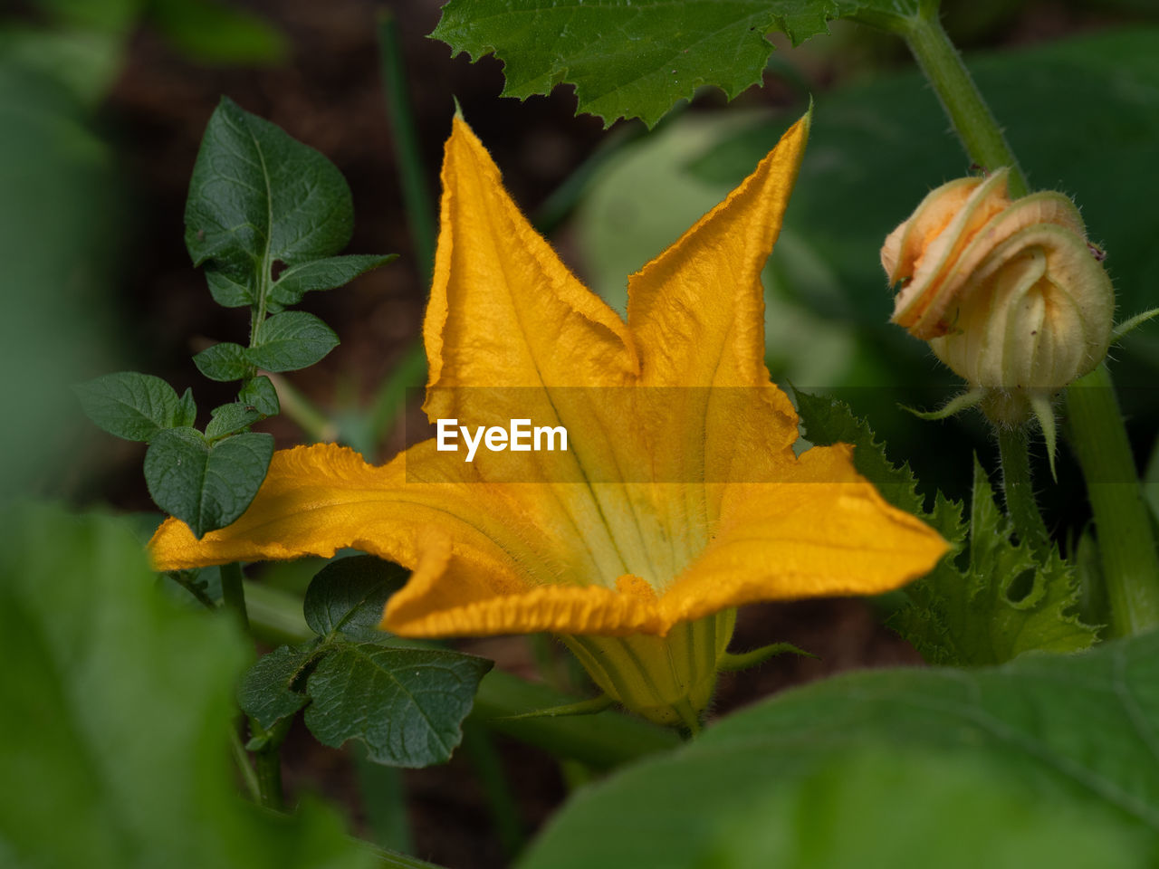 Close-up of yellow flowering plant leaves