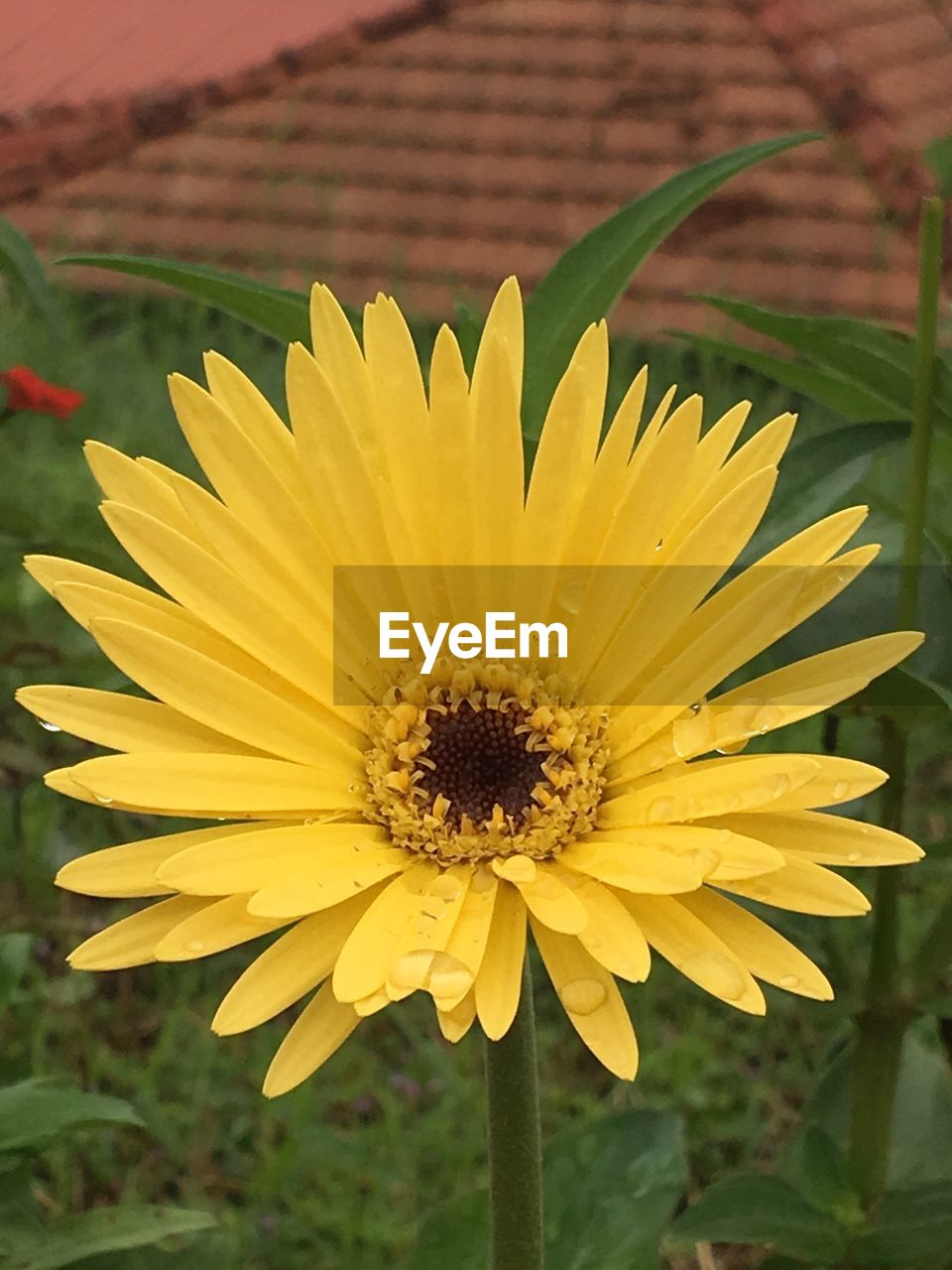 CLOSE-UP OF YELLOW FLOWER BLOOMING