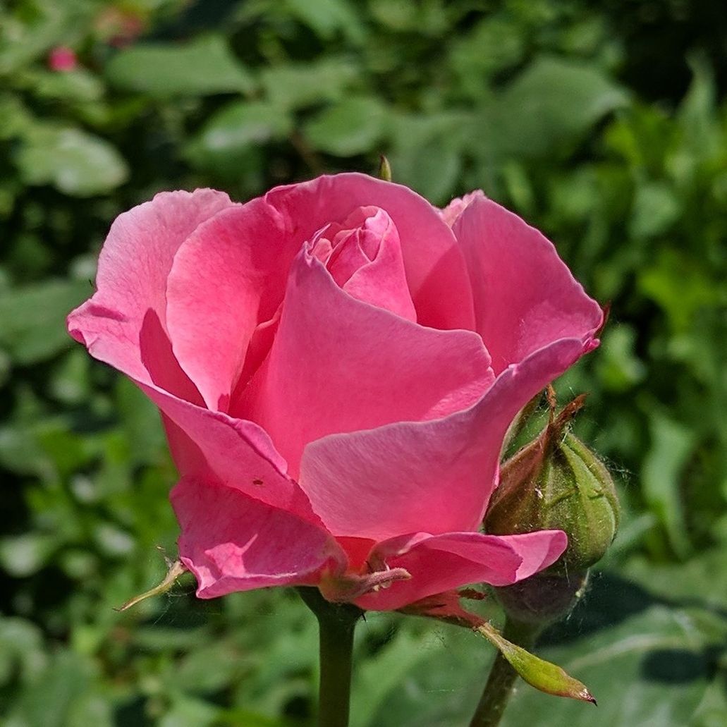 CLOSE-UP OF ROSE BLOOMING OUTDOORS