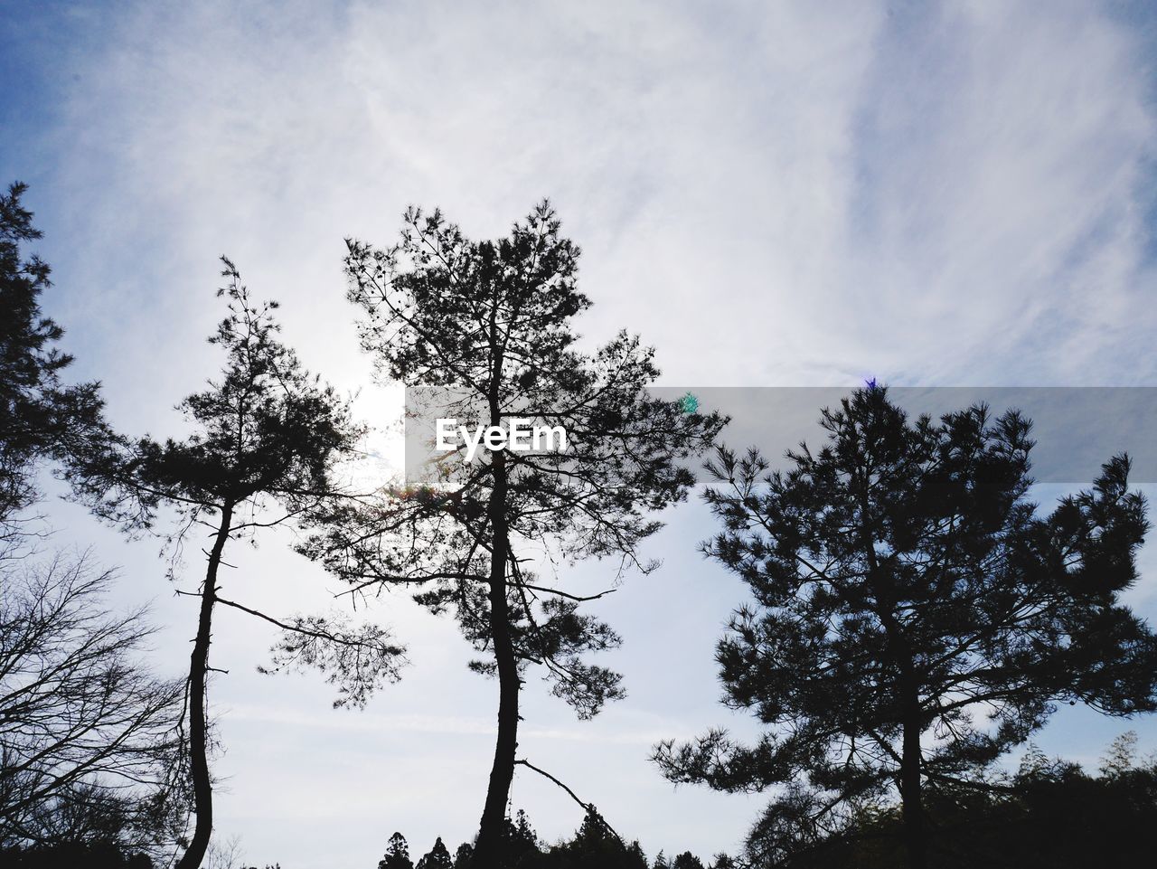 LOW ANGLE VIEW OF SILHOUETTE TREES AGAINST SKY