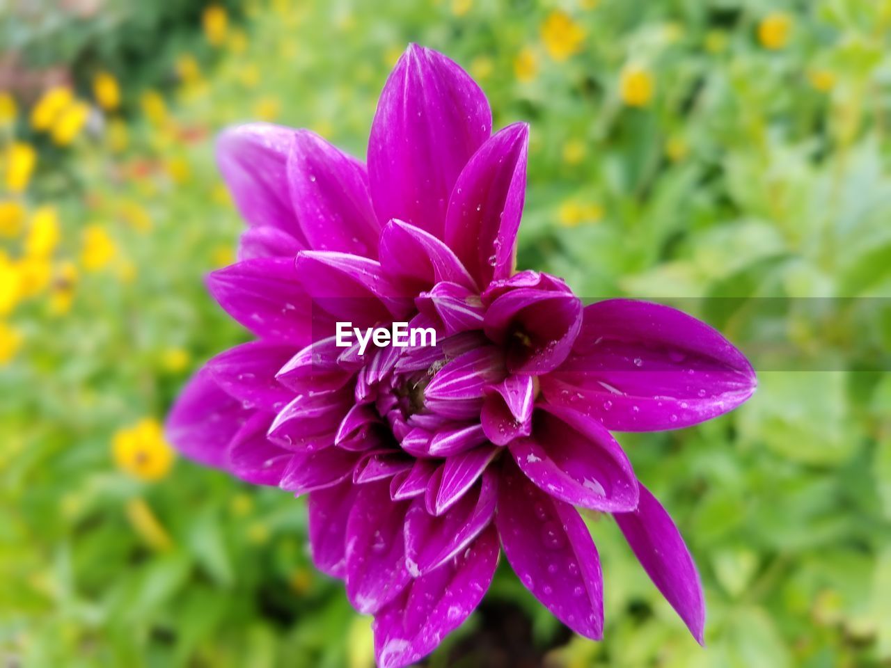 Close-up of pink flower