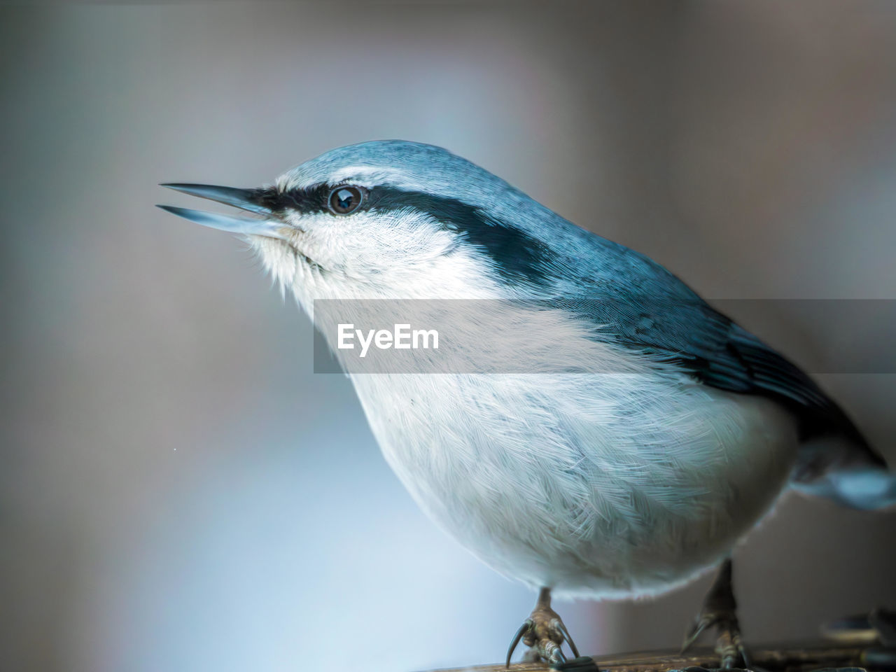 close-up of bird perching