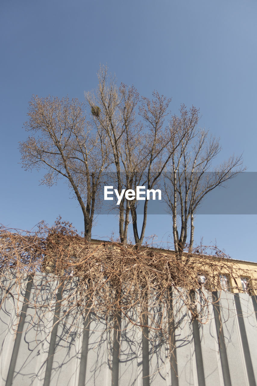 LOW ANGLE VIEW OF BARE TREE AGAINST CLEAR SKY