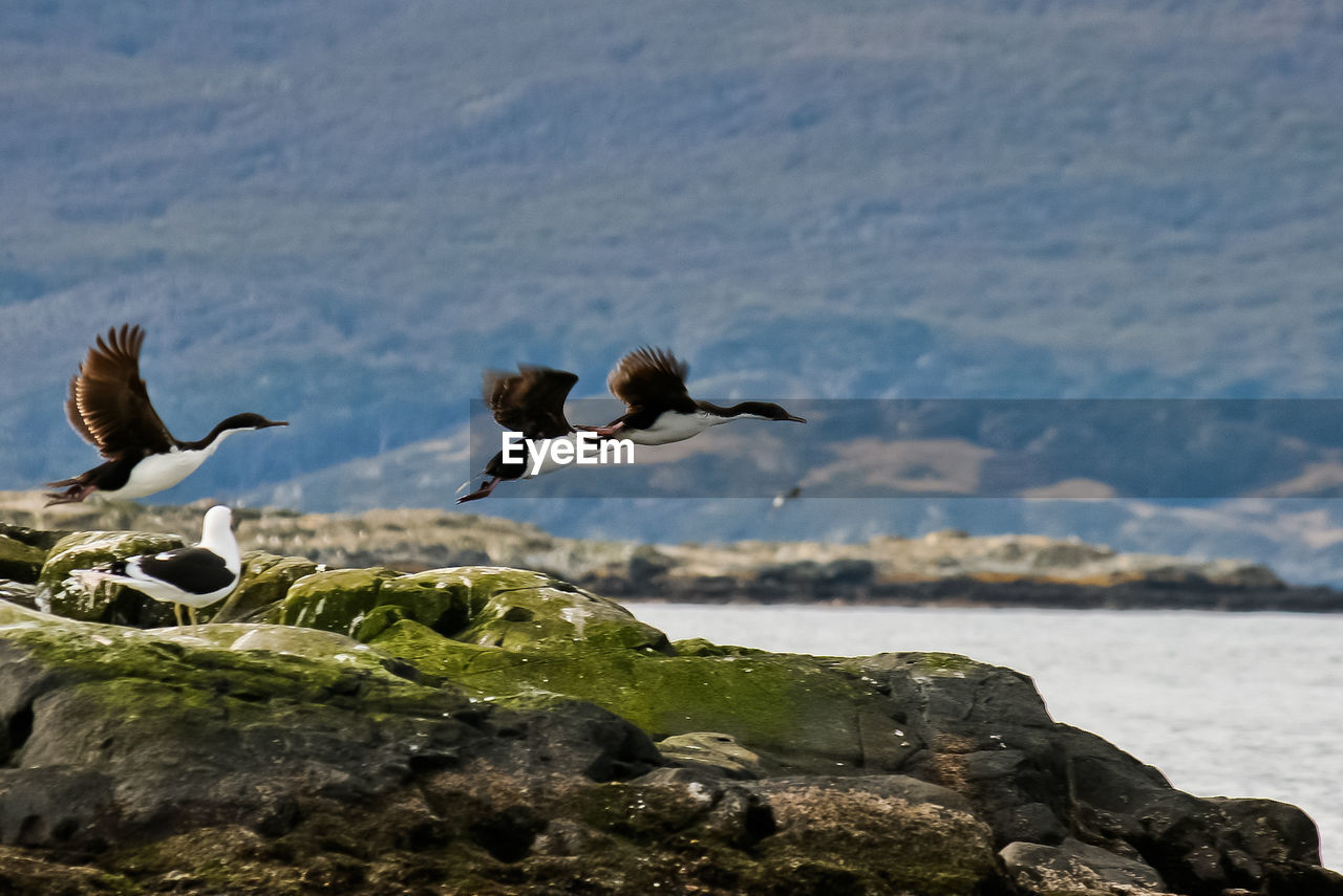 FLOCK OF BIRDS FLYING OVER ROCK