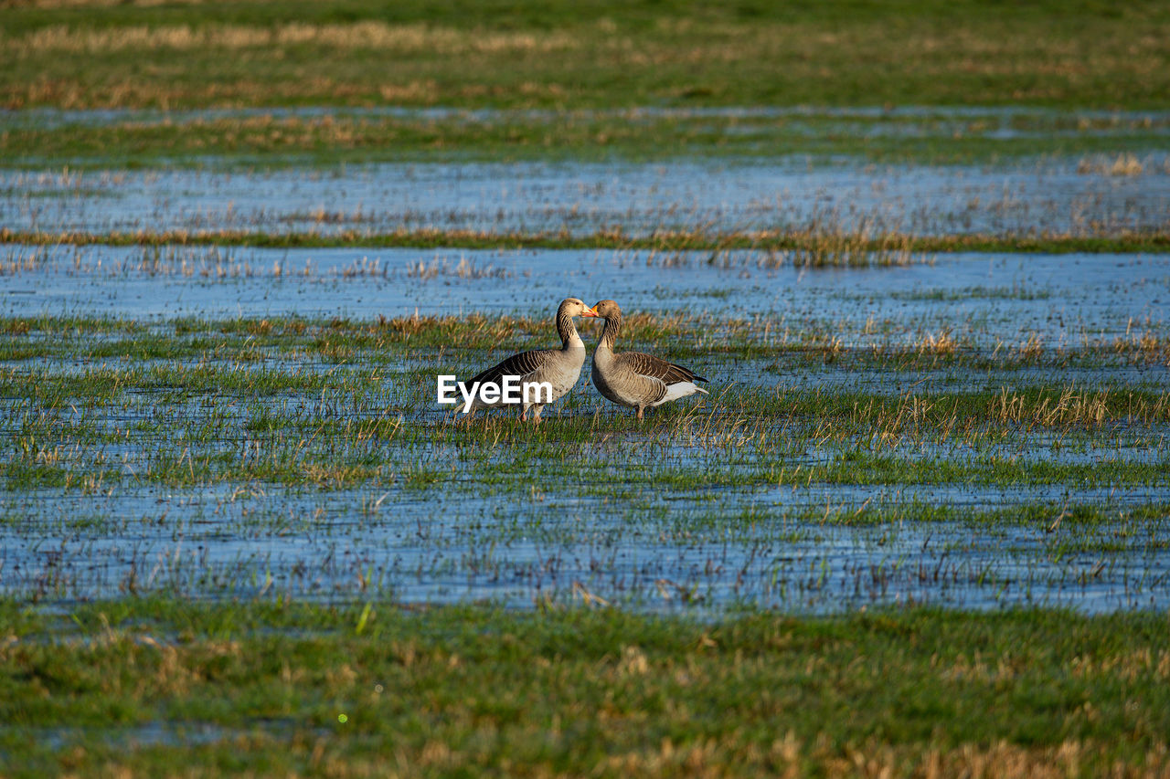 2 greylag geese face each other on a flooded meadow