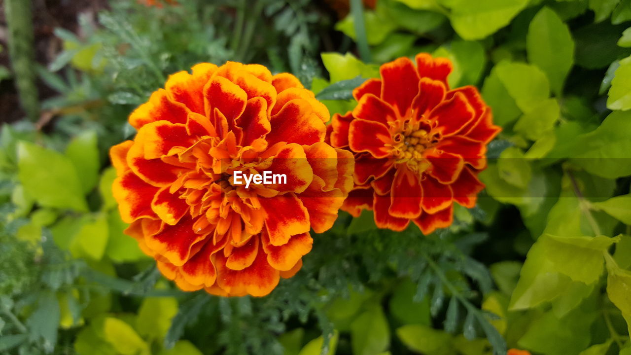 Close-up high angle view of flowers