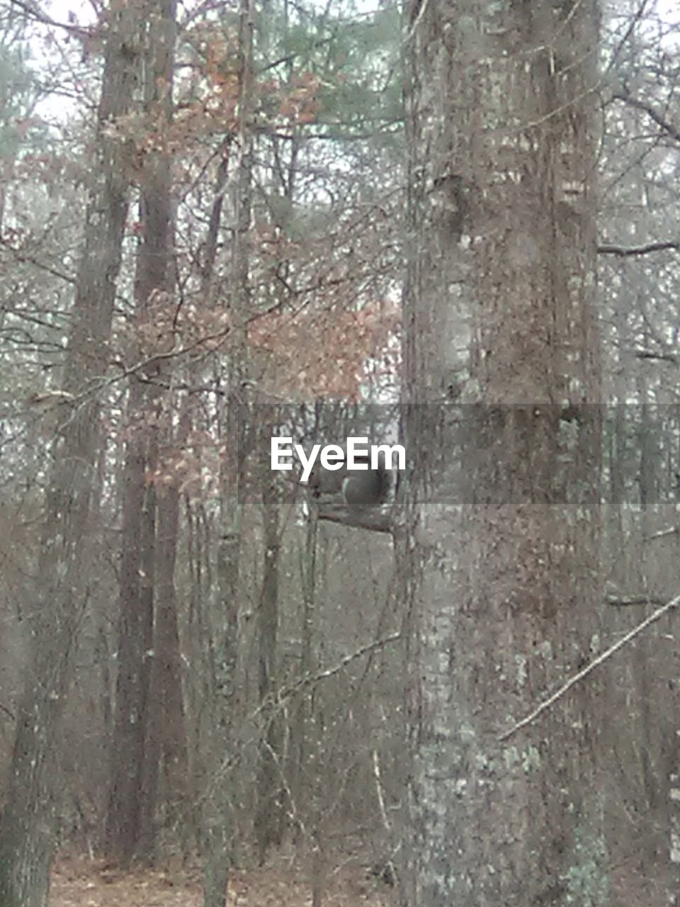 VIEW OF A PINE TREES IN FOREST