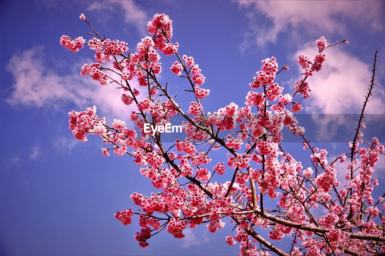 Low angle view of cherry blossoms against sky