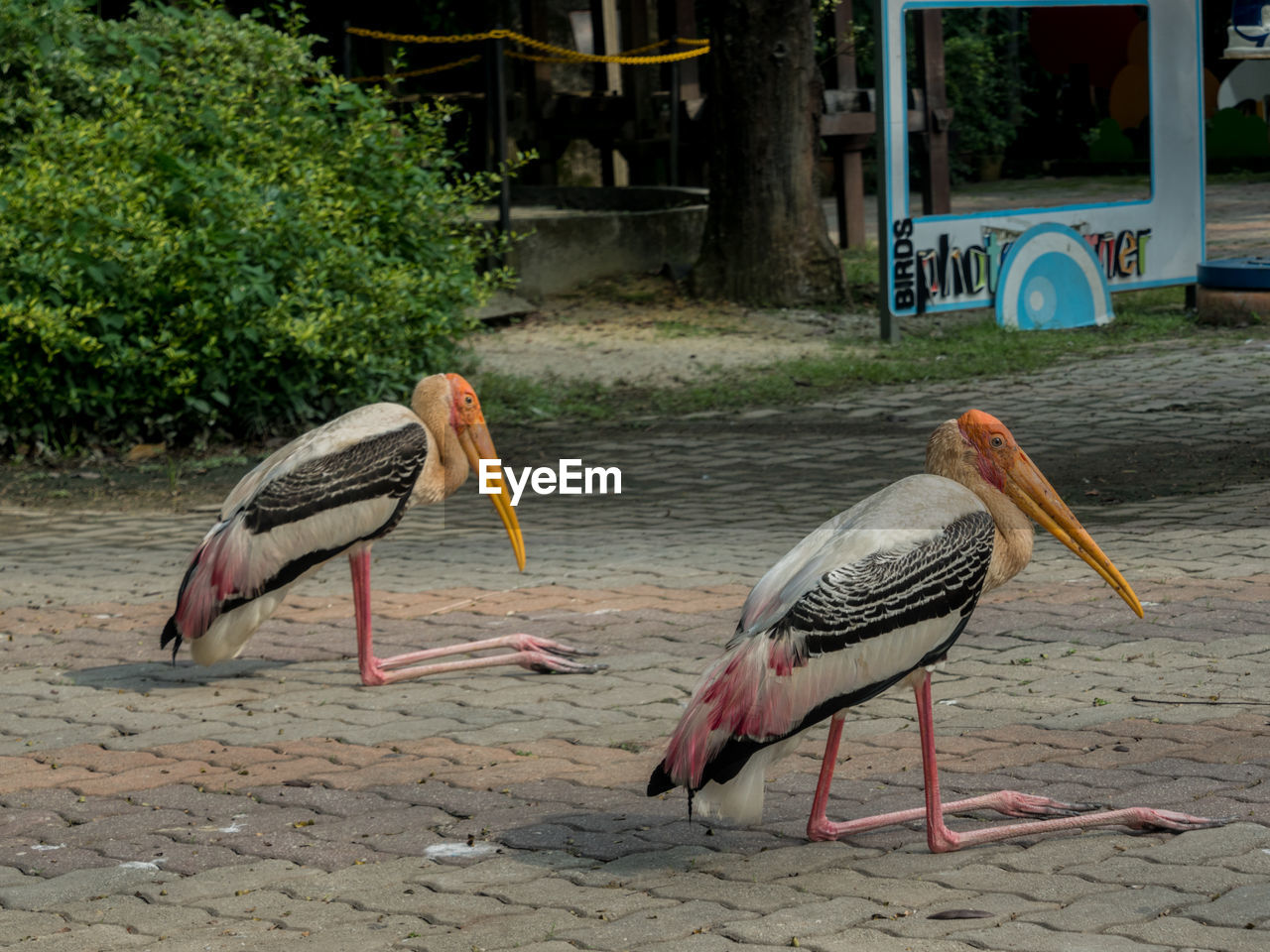 Two yellow billed storks resting in paved area