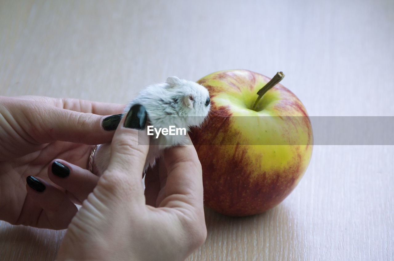 CLOSE-UP OF HAND HOLDING APPLE ON TABLE