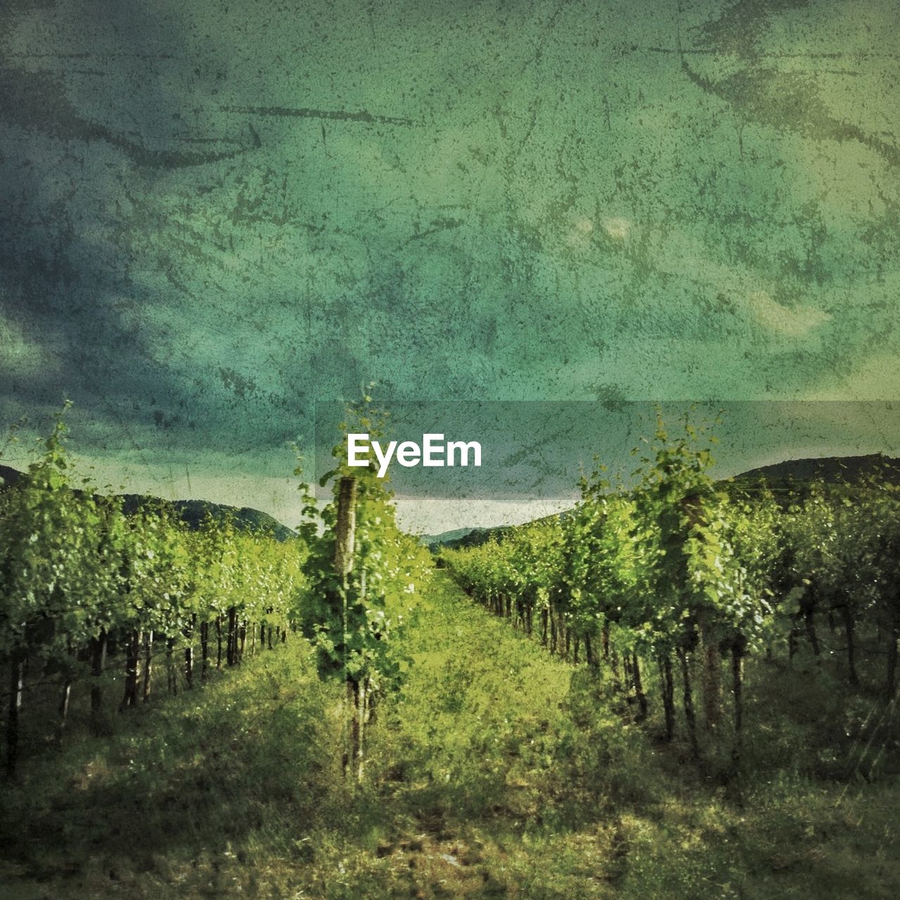 Vines in vineyard