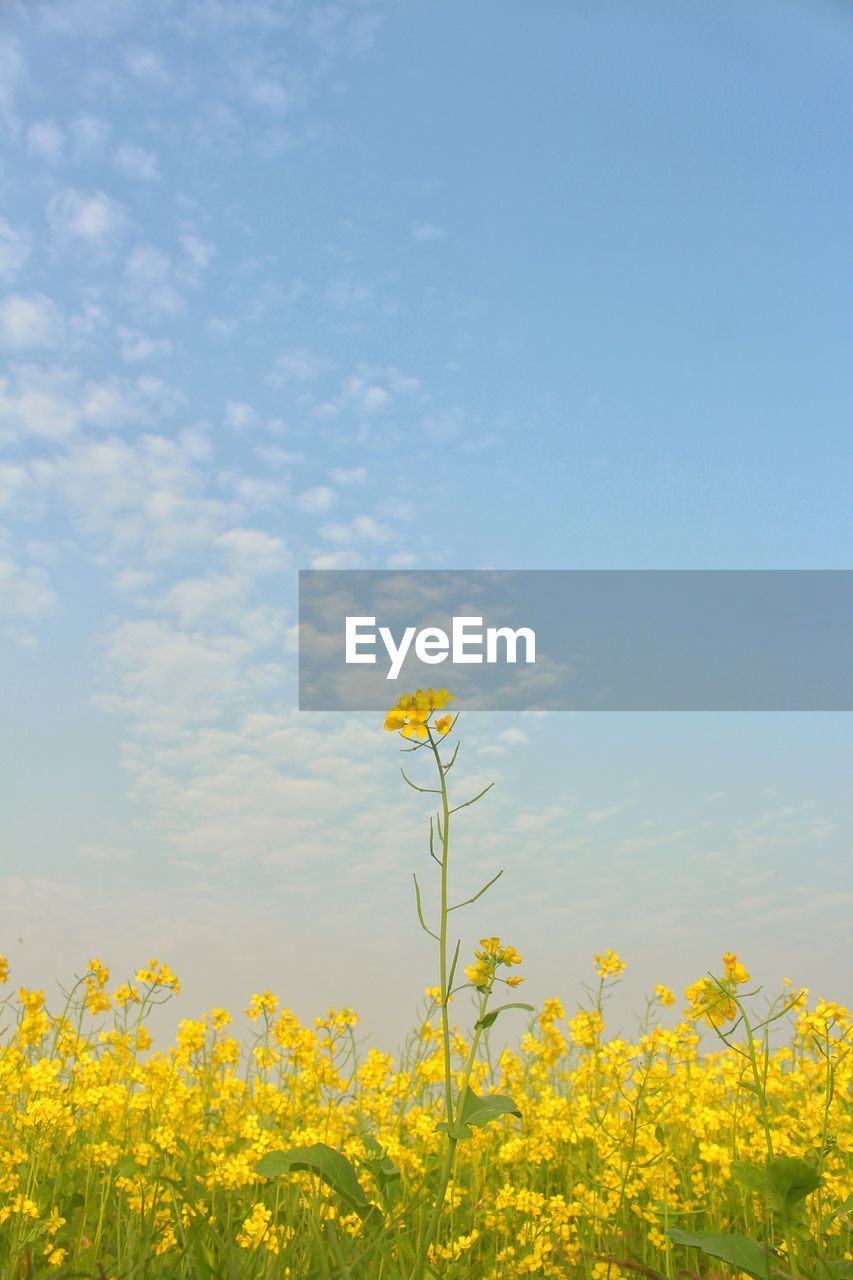 YELLOW FLOWERING PLANT AGAINST SKY