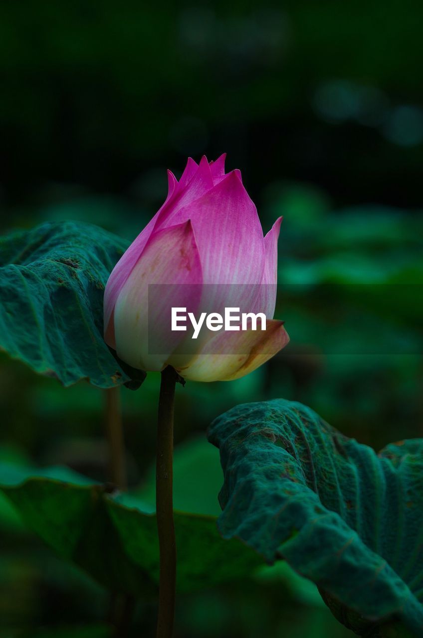 Close-up of pink water lily