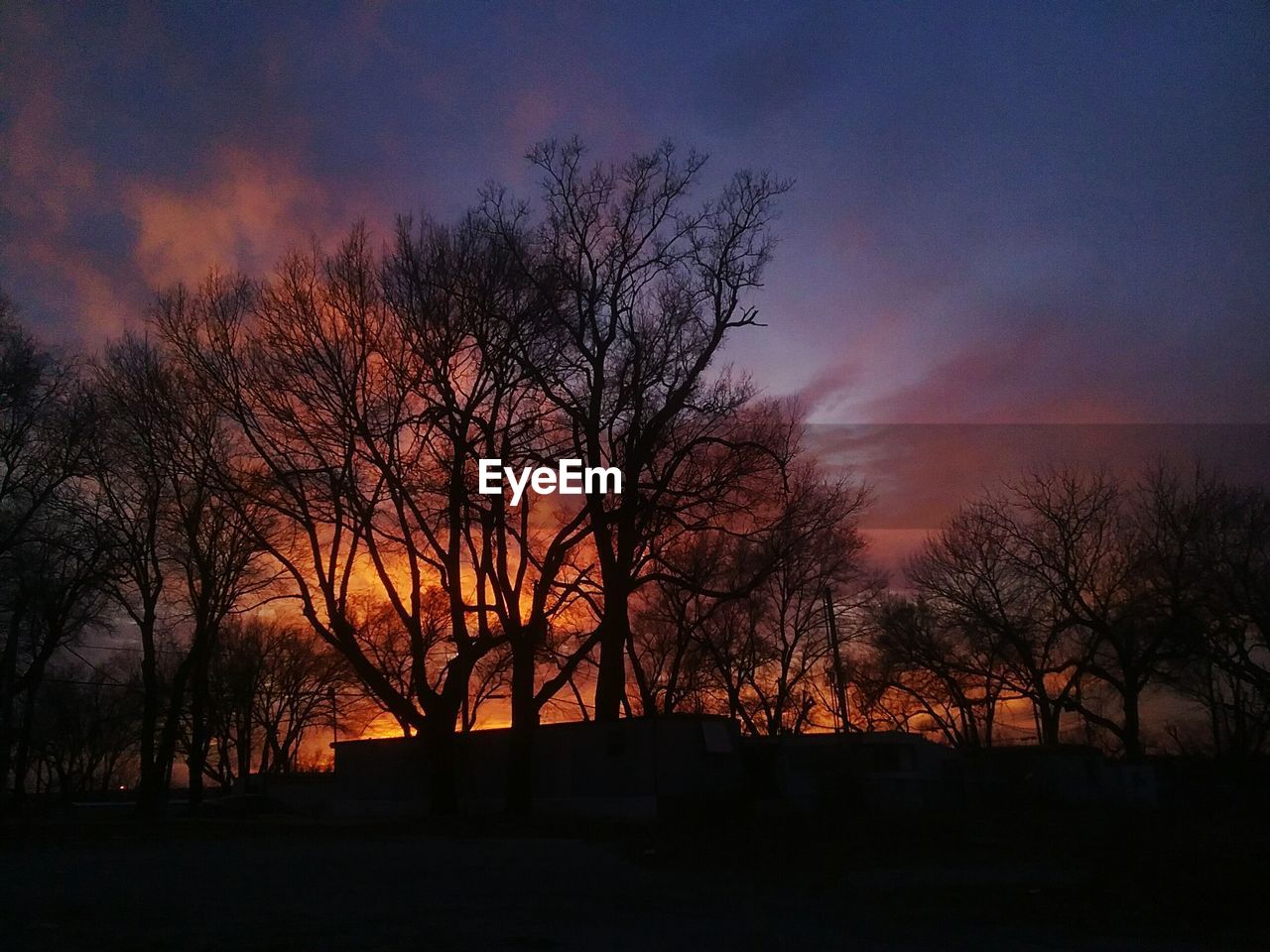 SILHOUETTE TREES AT SUNSET