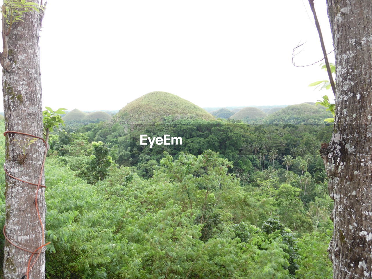 VIEW OF TREES IN FOREST