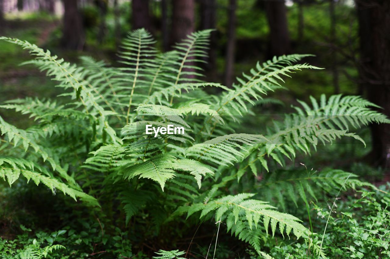 Close-up of fern leaves