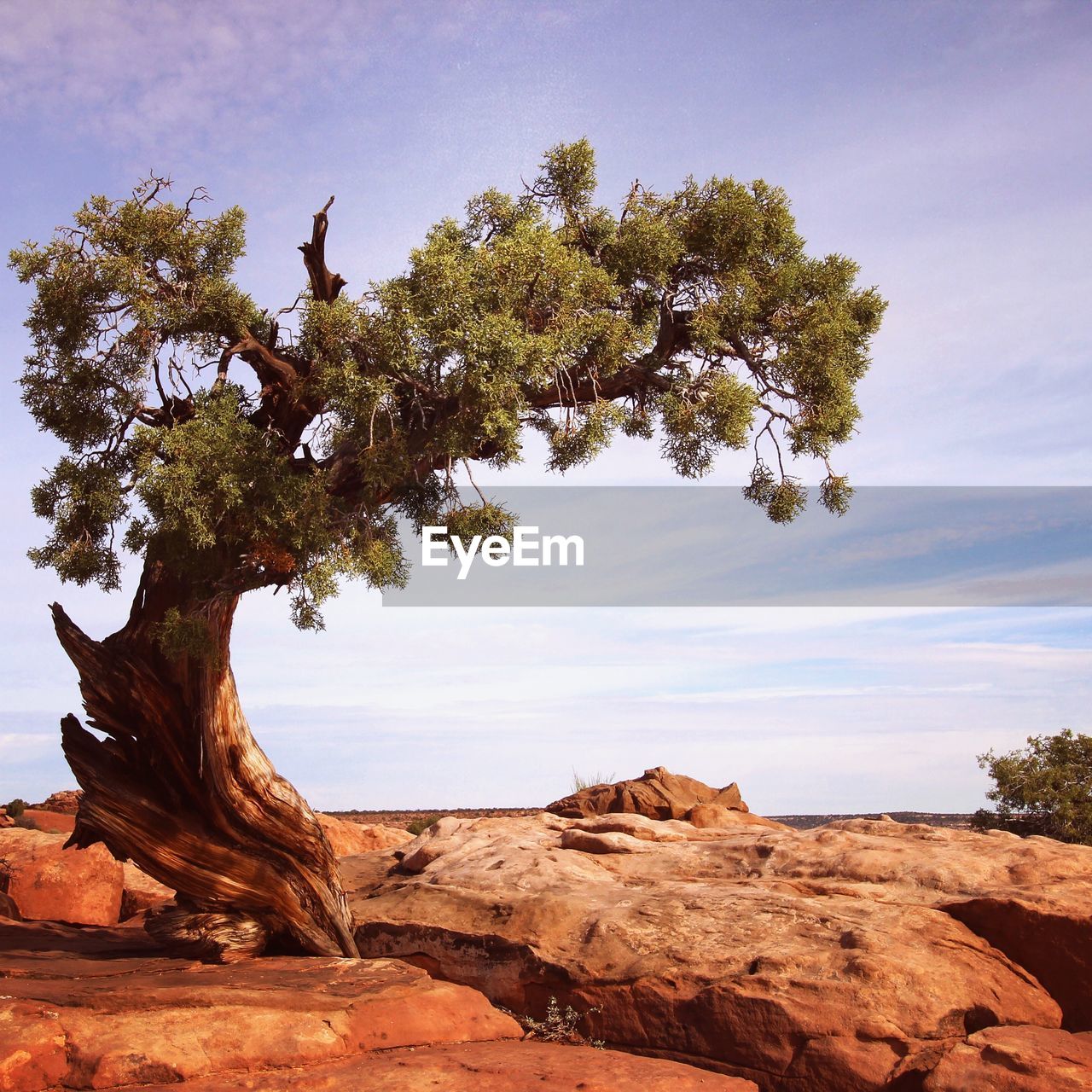 Tree on rock against sky