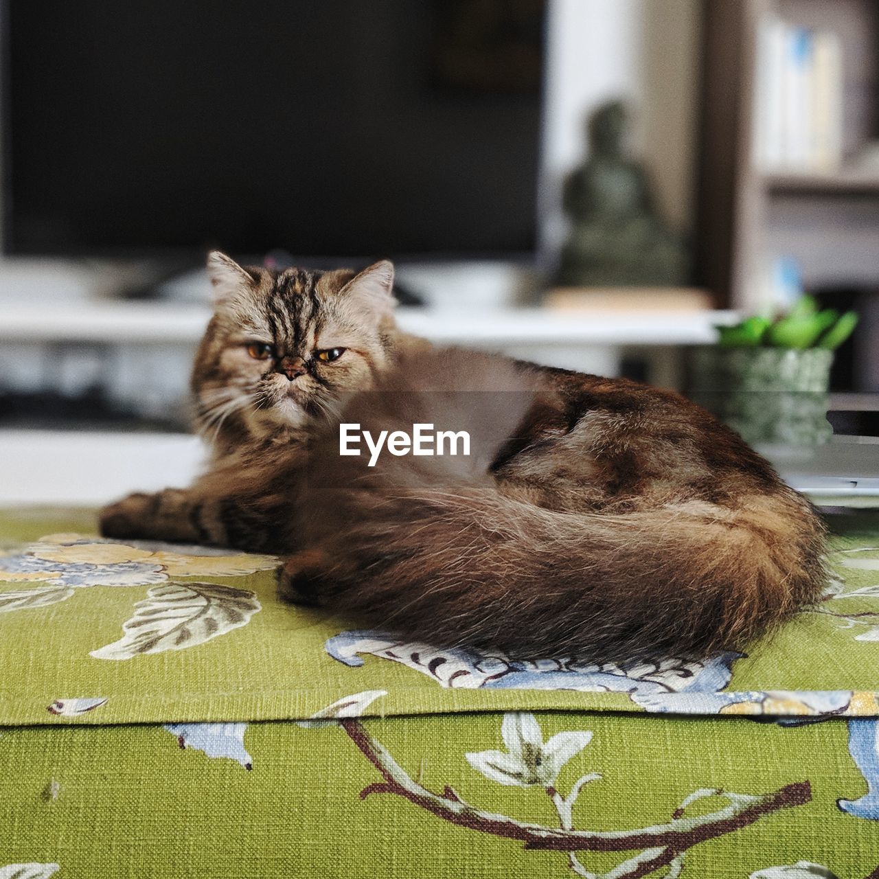 CLOSE-UP PORTRAIT OF A CAT RELAXING ON FLOOR AT HOME