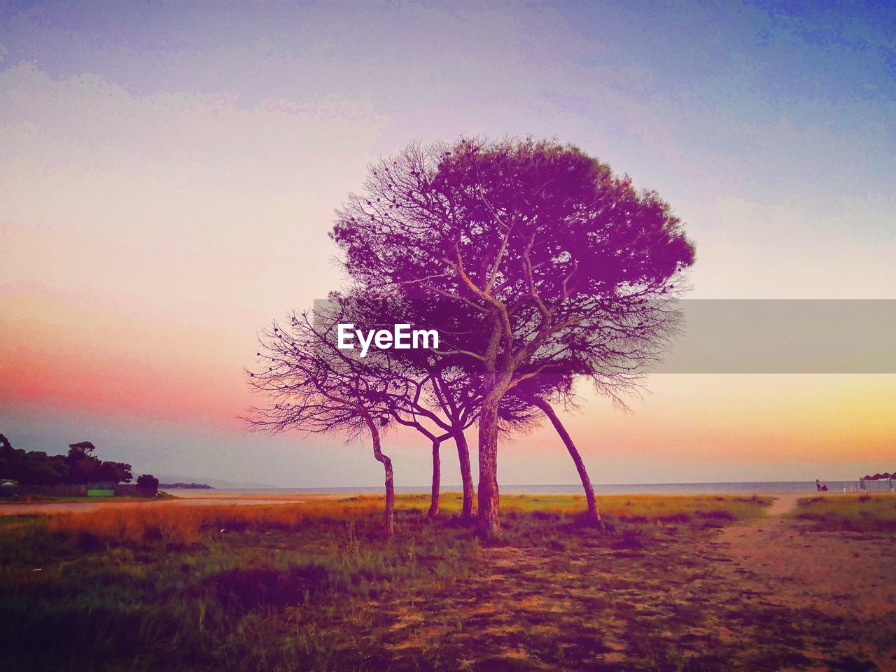 TREES ON FIELD AGAINST SKY DURING SUNSET