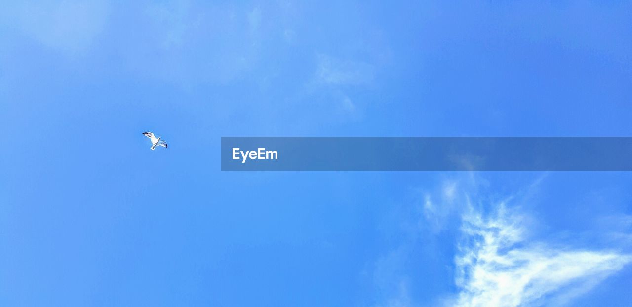 LOW ANGLE VIEW OF BIRD FLYING AGAINST BLUE SKY