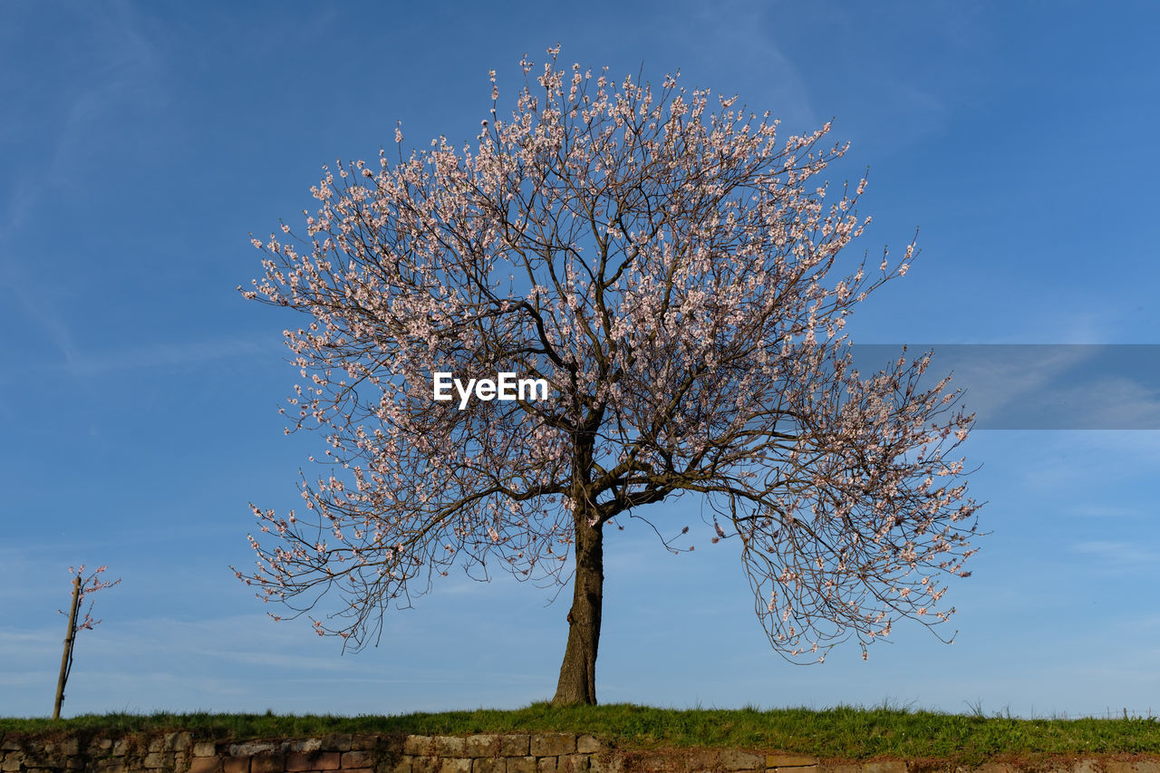 Tree on field against sky