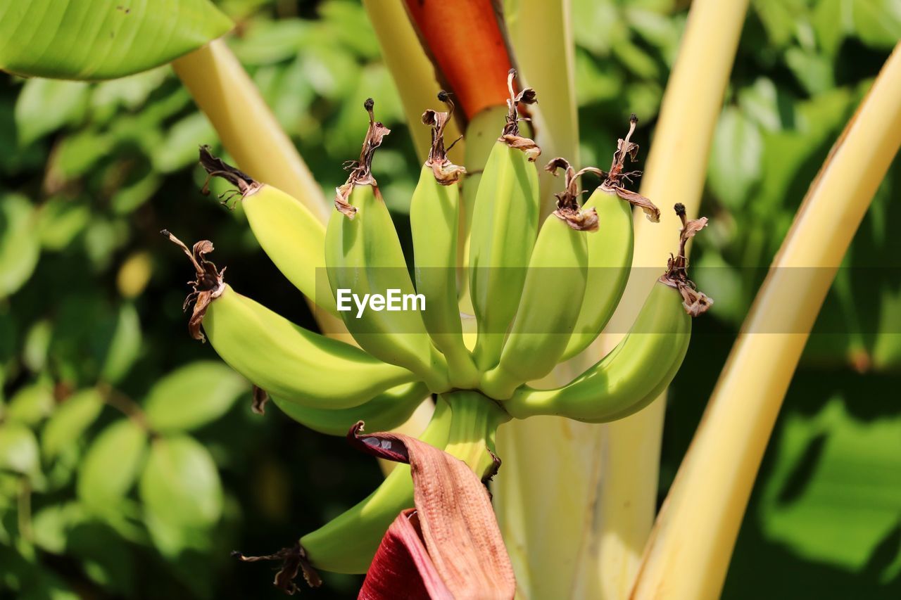 Close-up of bbananas in a tree