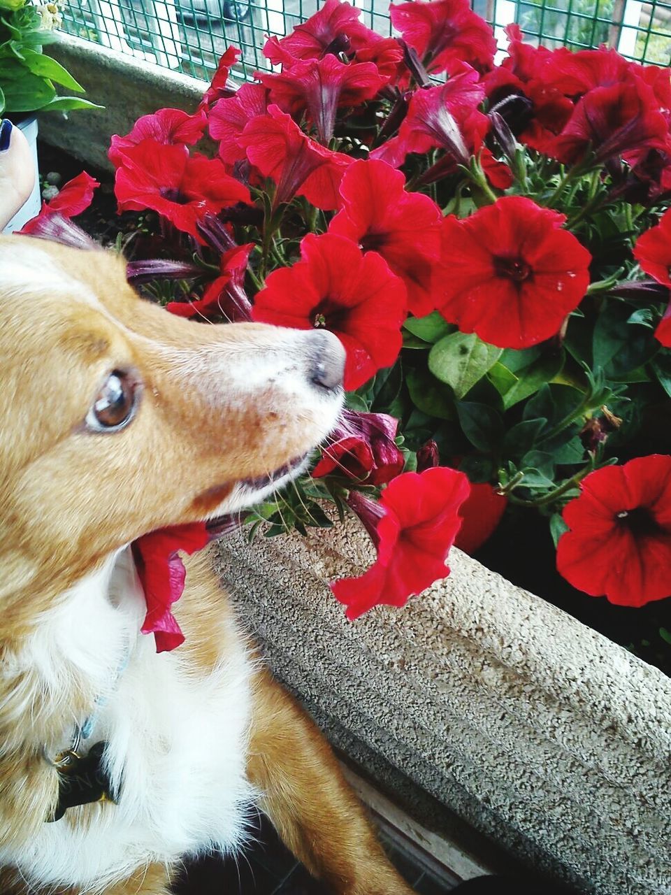 CLOSE-UP OF CAT BY FLOWERS