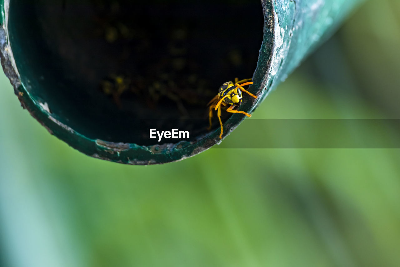 Close-up of a wasp protecting its hive entrance