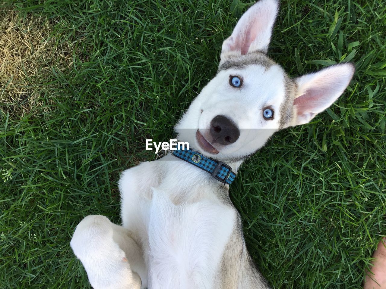 HIGH ANGLE PORTRAIT OF A DOG